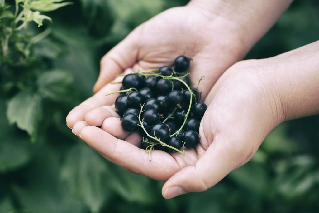 Black currants